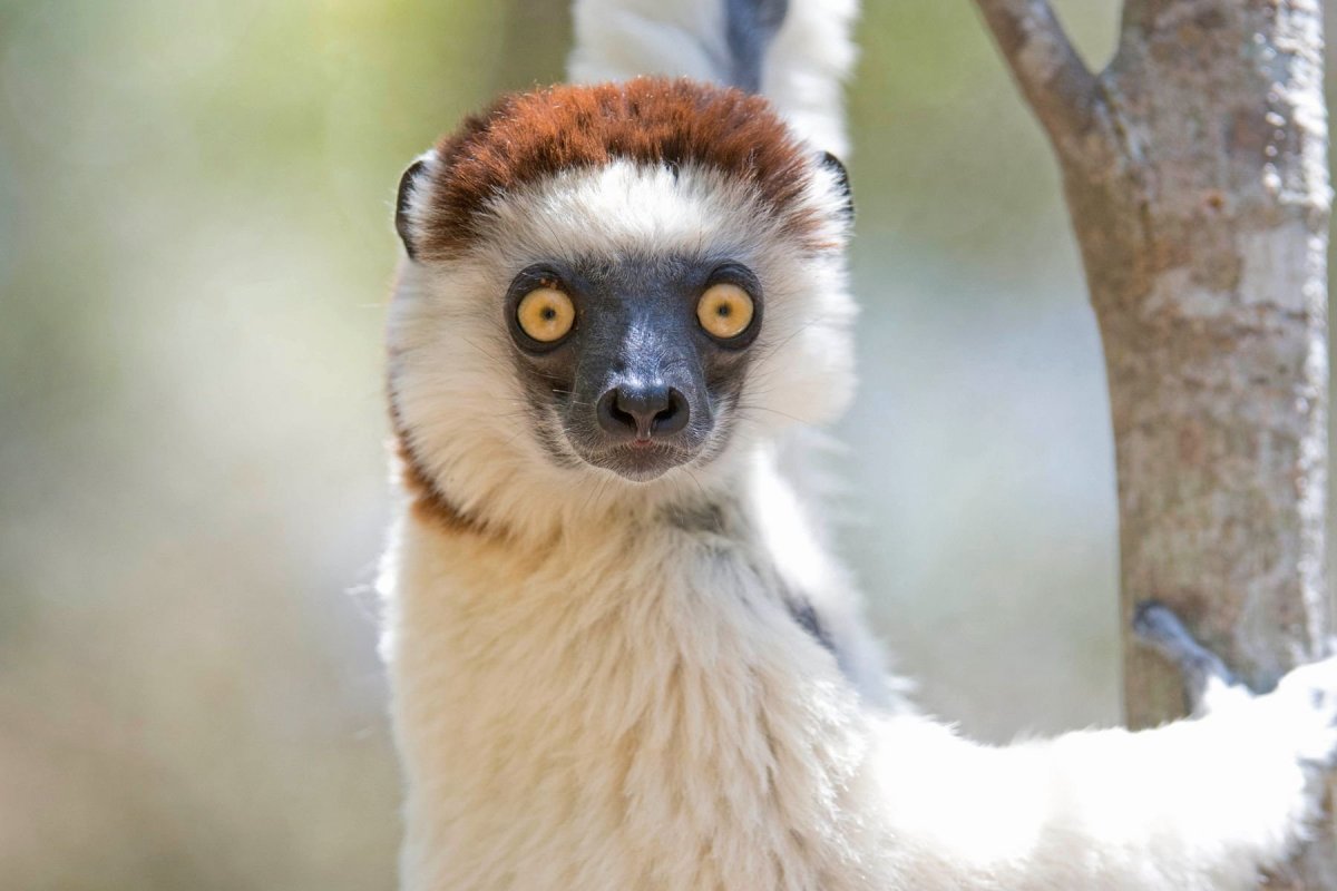Белоногий лемур
