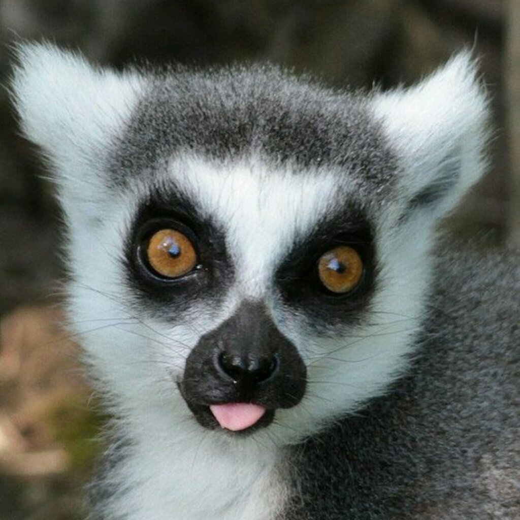 Язык лемура