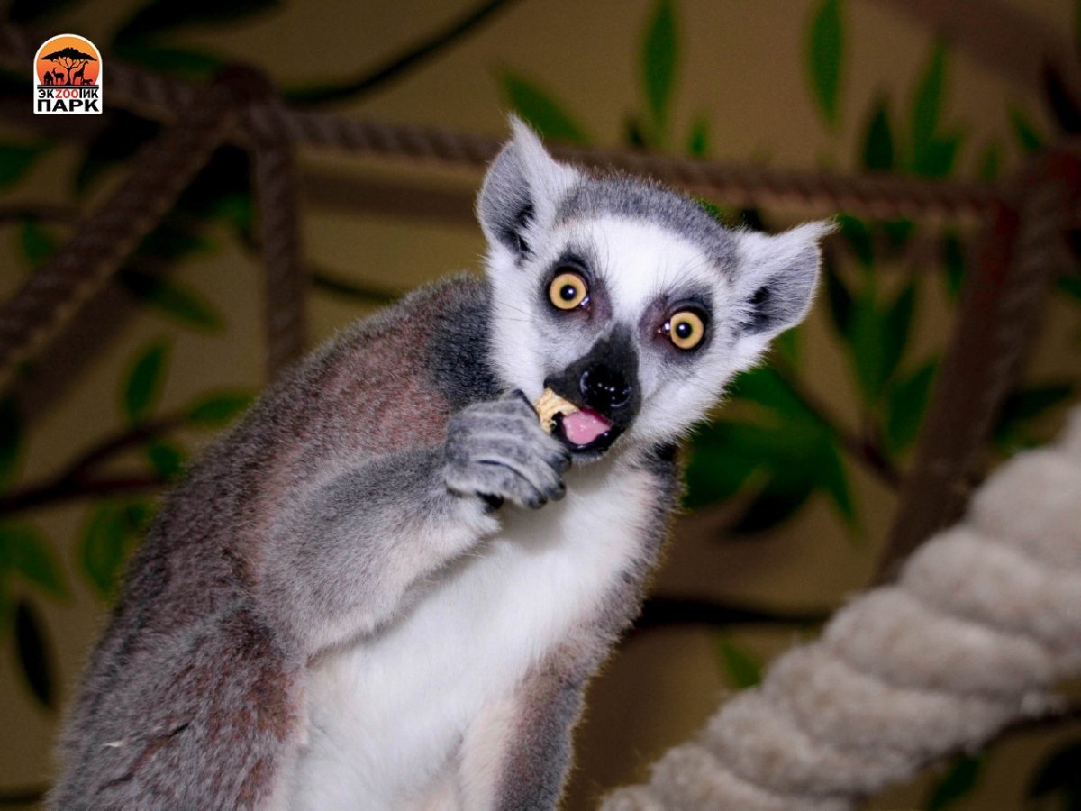 Кольцехвостый (кошачий) лемур