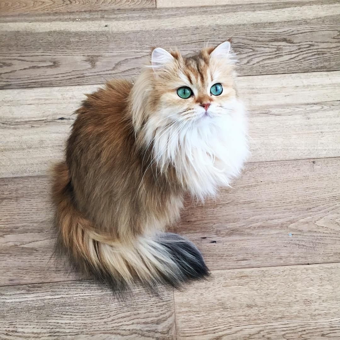 Порода Мейн-кун хвост