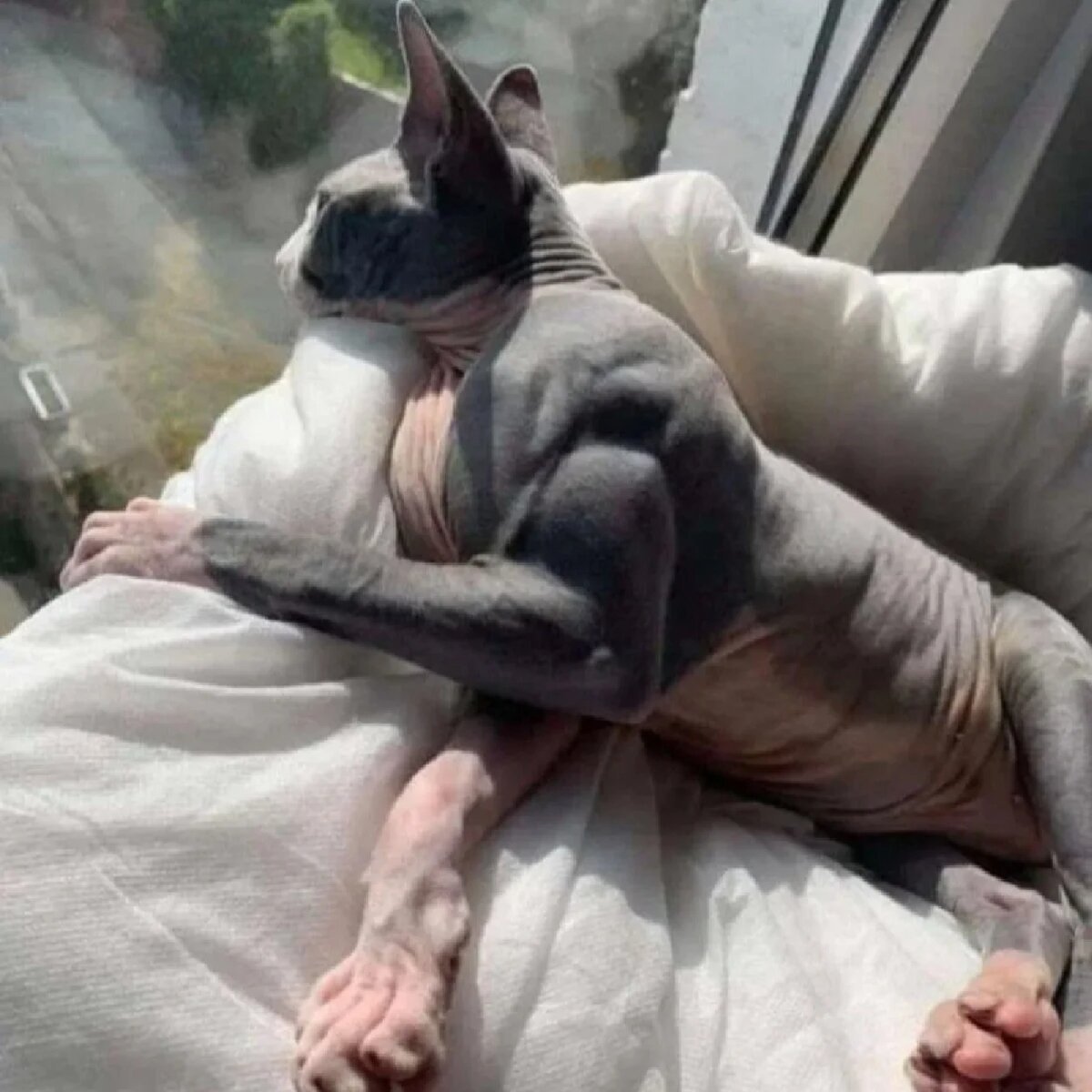 Мускулистый лысый кот