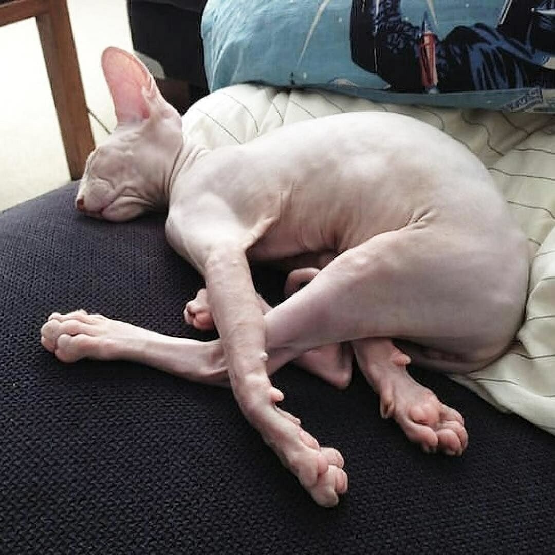 Спящий сфинкс