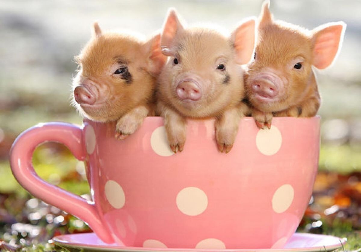 Милые хрюшки