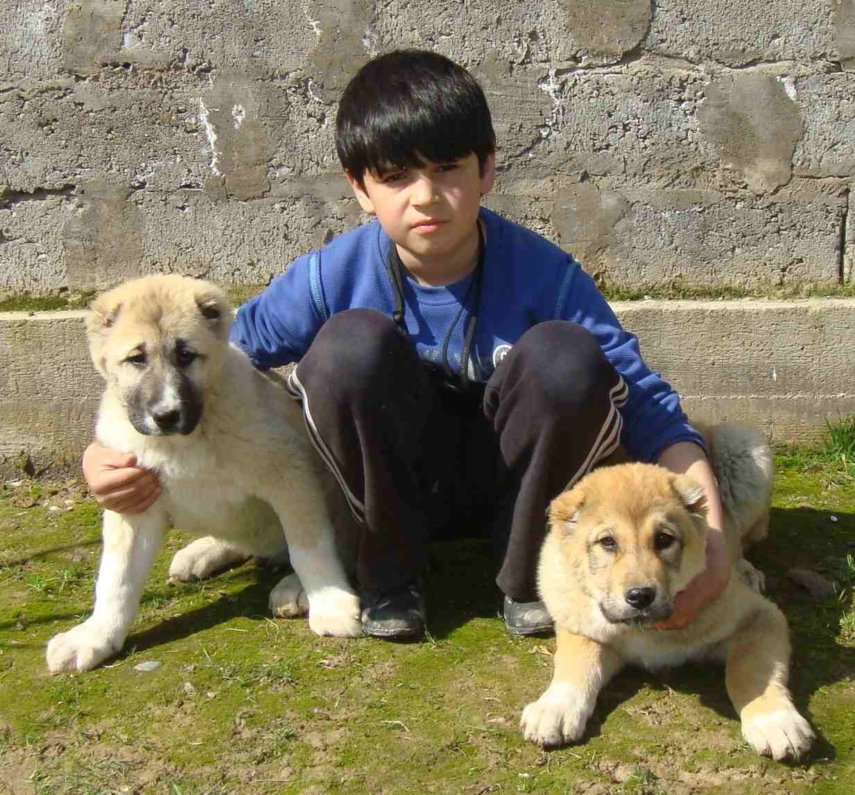 Таджик собаки. Саги алабай. Алабай в Таджикистане. Среднеазиатская овчарка Таджикистан. Саги алабай фуруши.