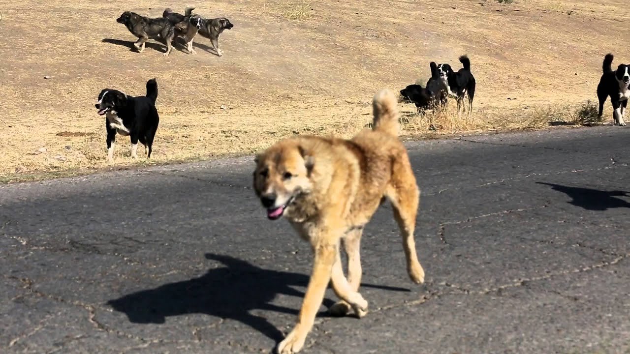 Таджик собаки. Саги чупони. Собачий бой Таджикистан 2022. Нагази Грузинская овчарка. Собака саги чупони.