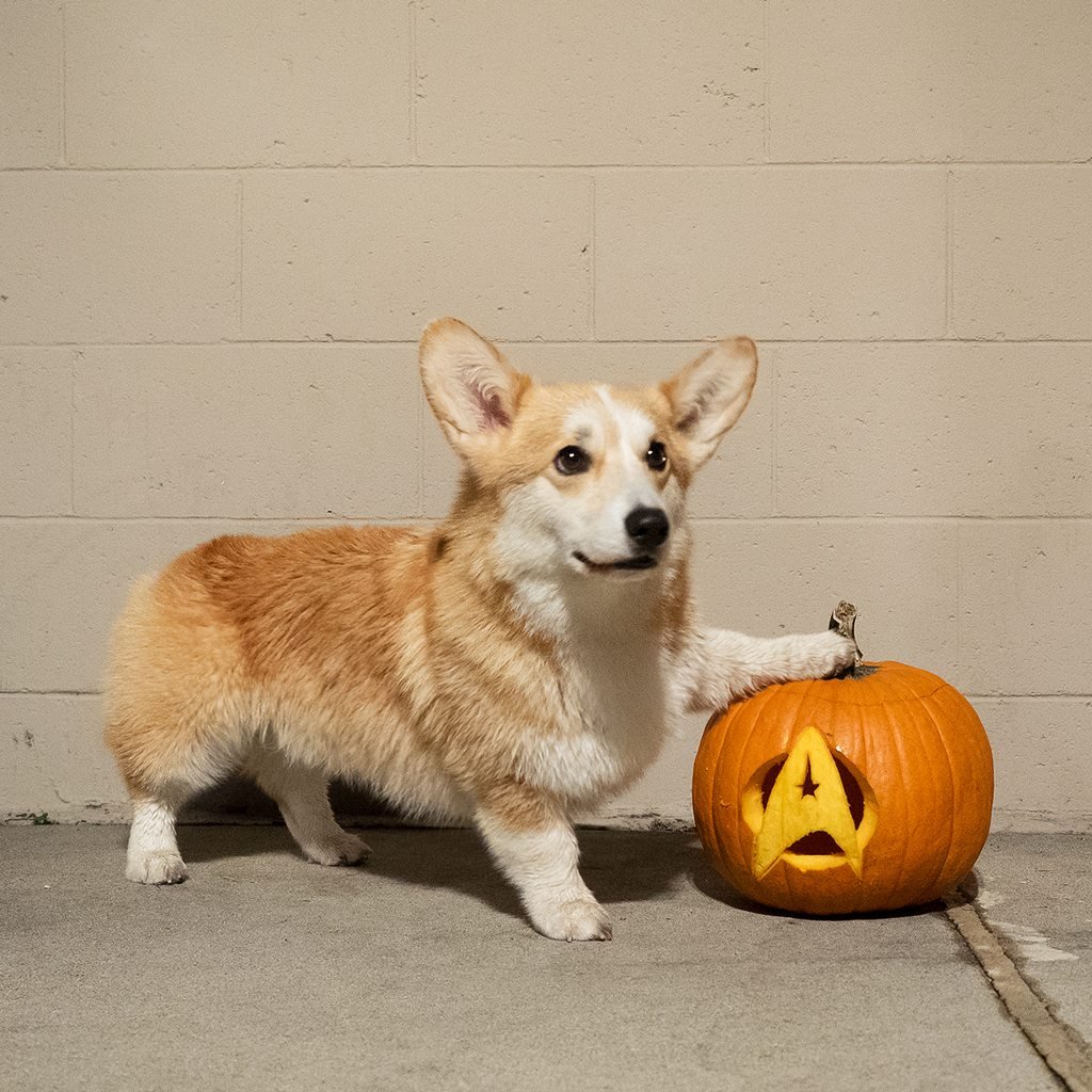 Корги Буханка