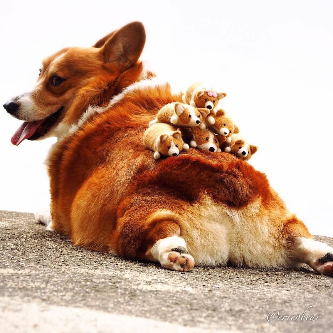 Корги пемброк толстый