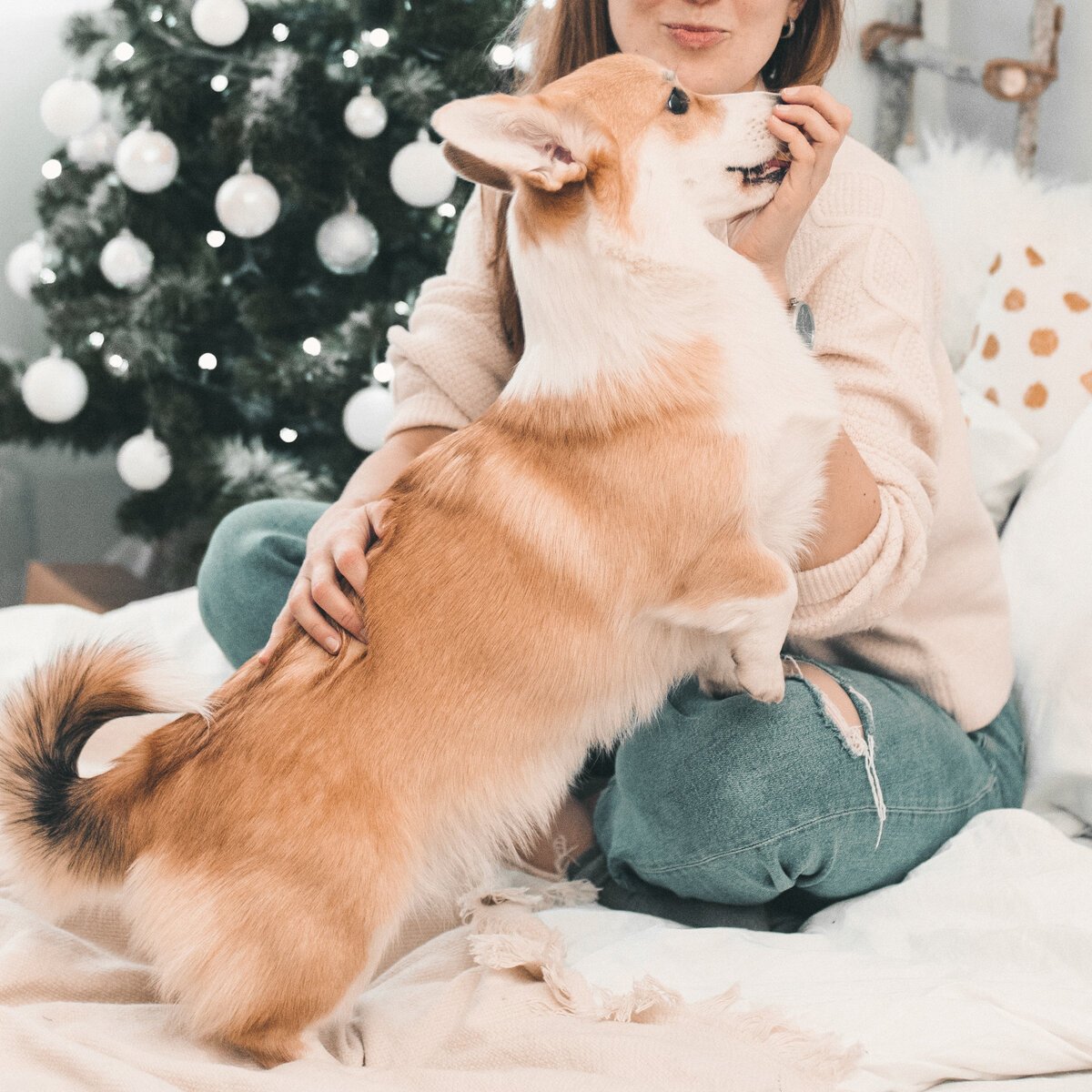 Корги щенок сзади