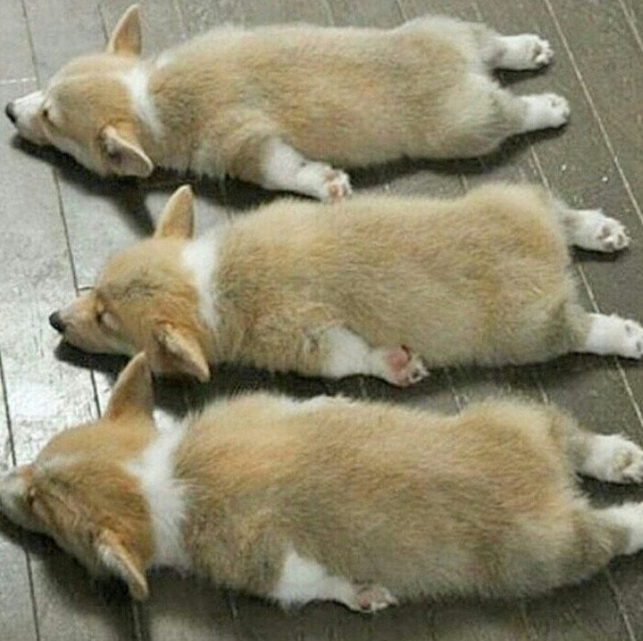 Вельш корги пемброк спит