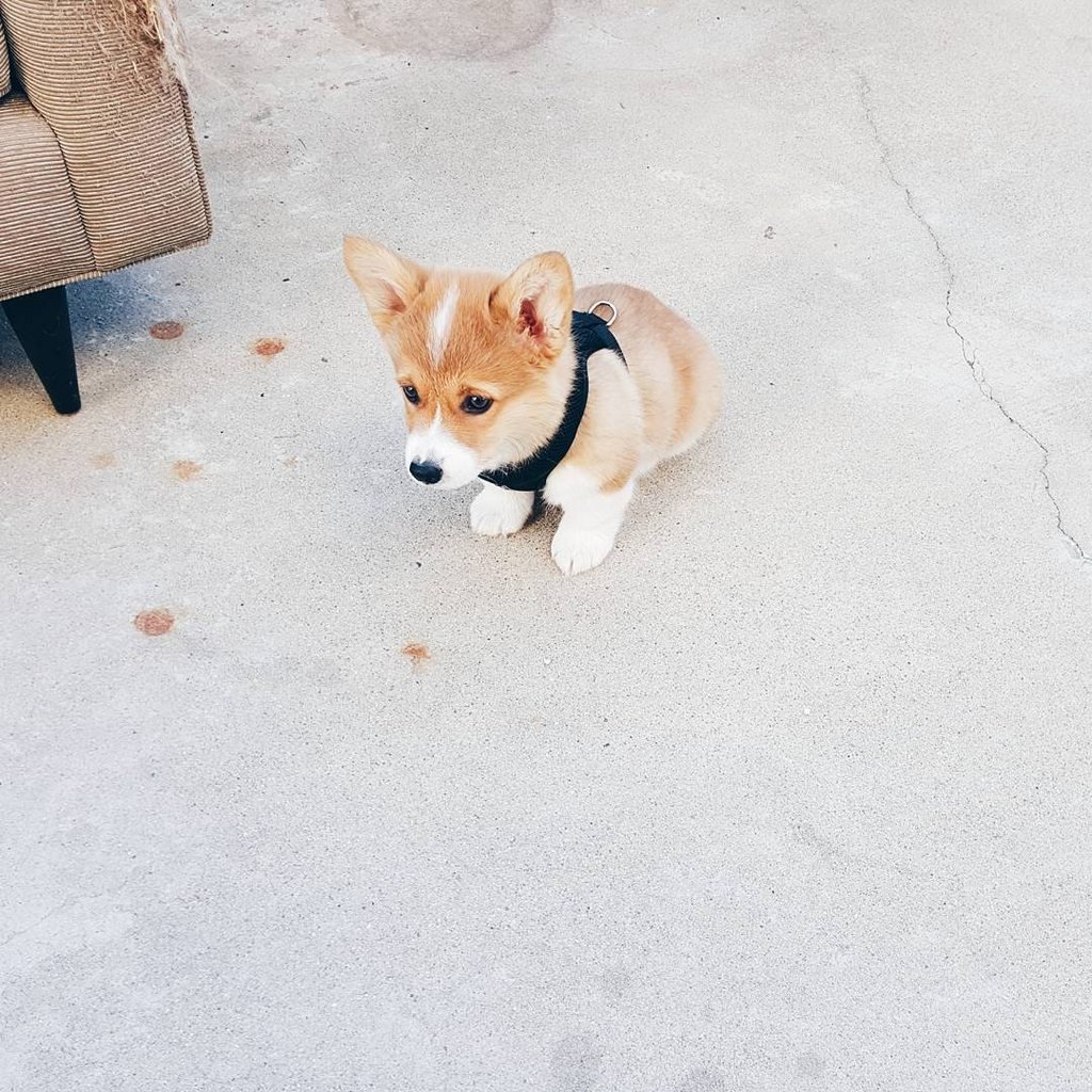 Little Corgi