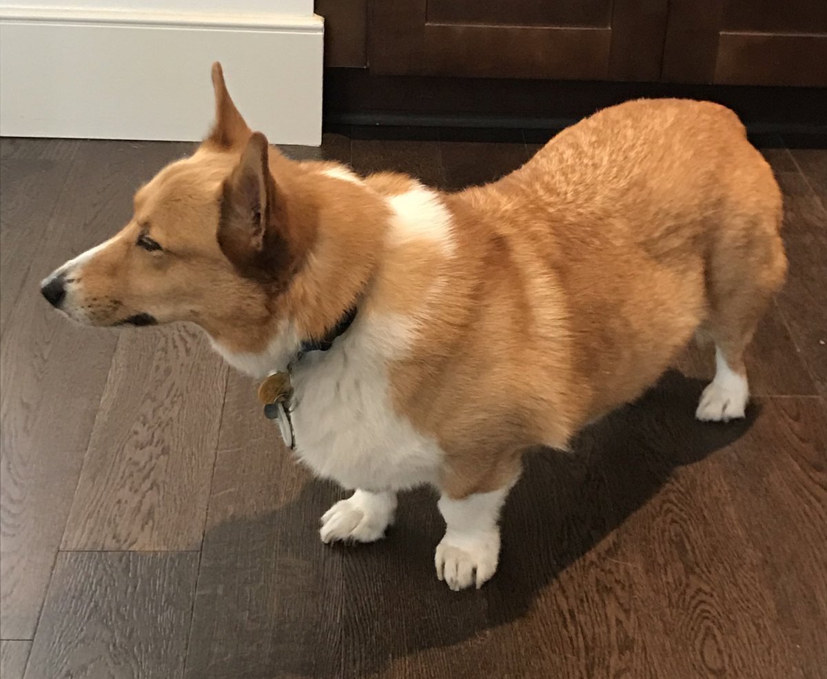 Парные корги