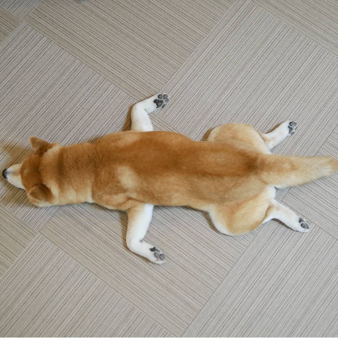 Корги пемброк толстый