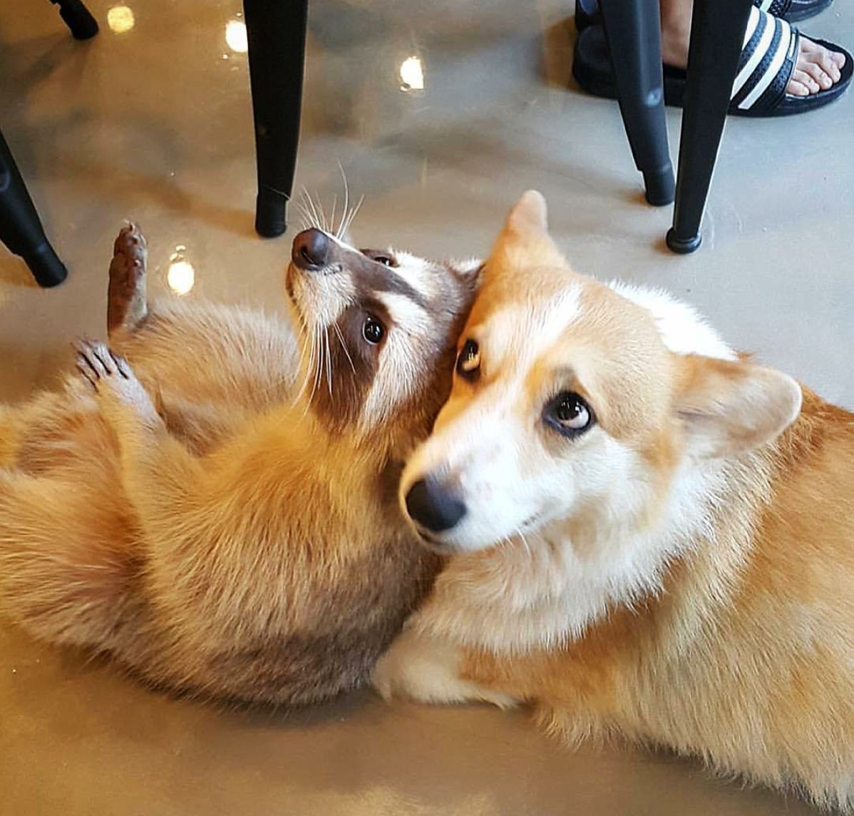 ТИДЖЕЙ корги