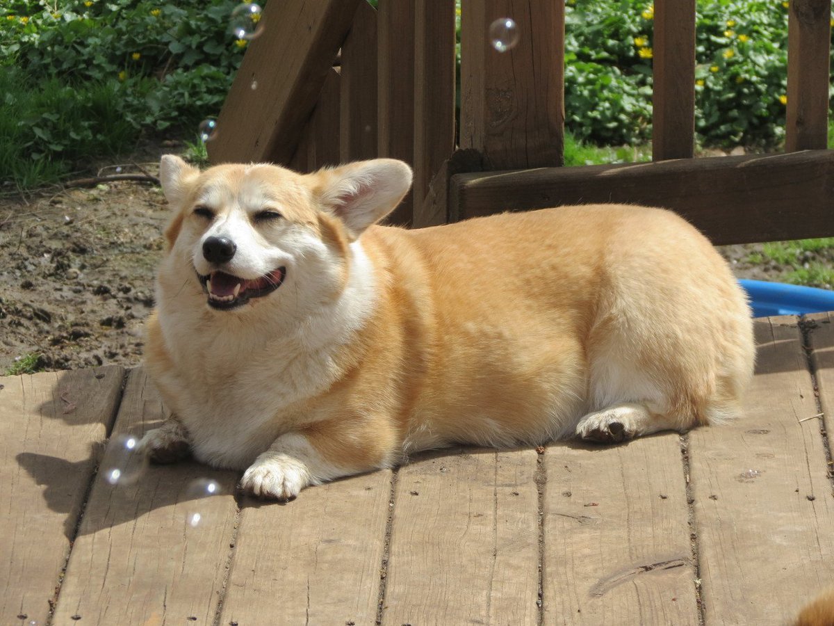 Новорожденные щенки вельш корги пемброк