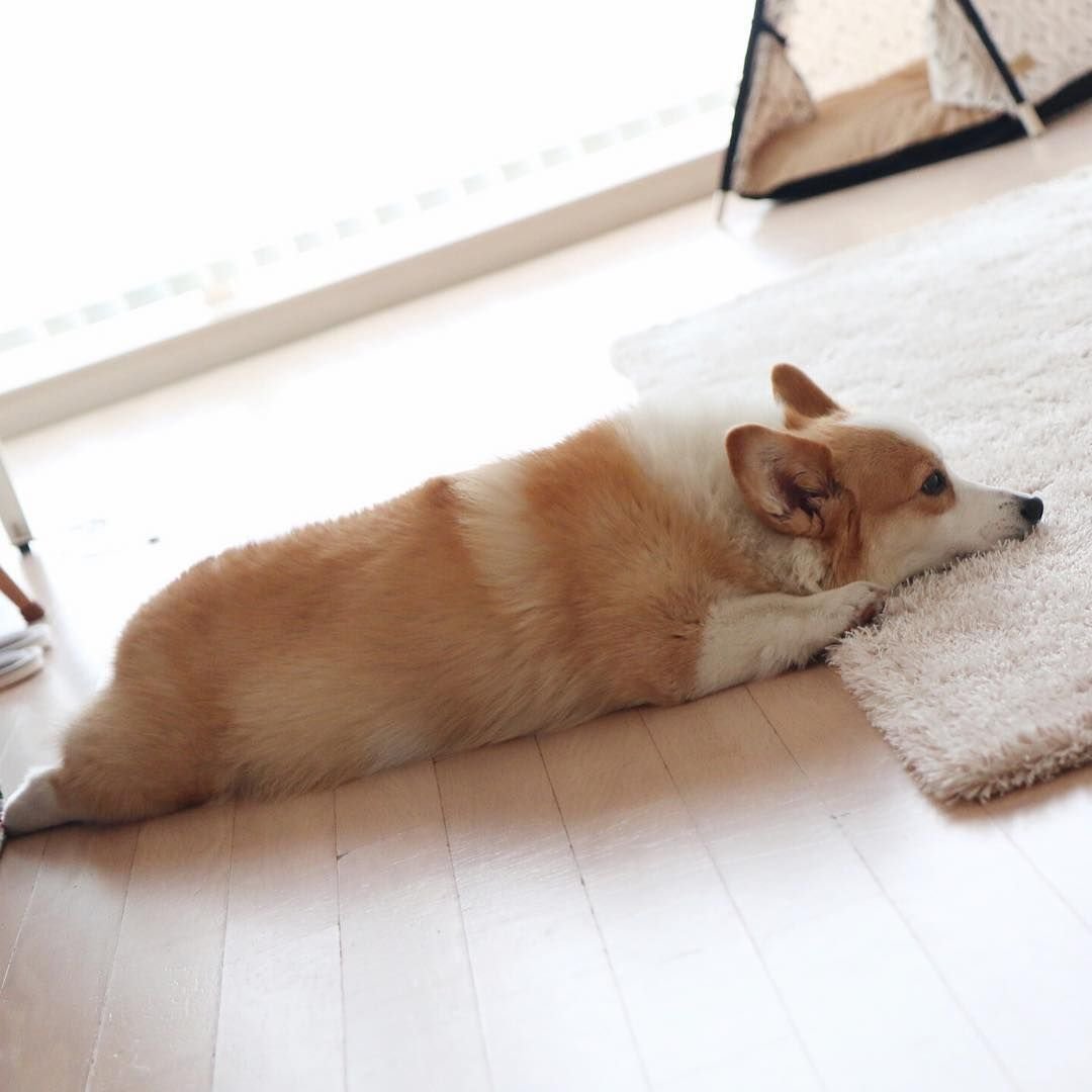 Корги релакс