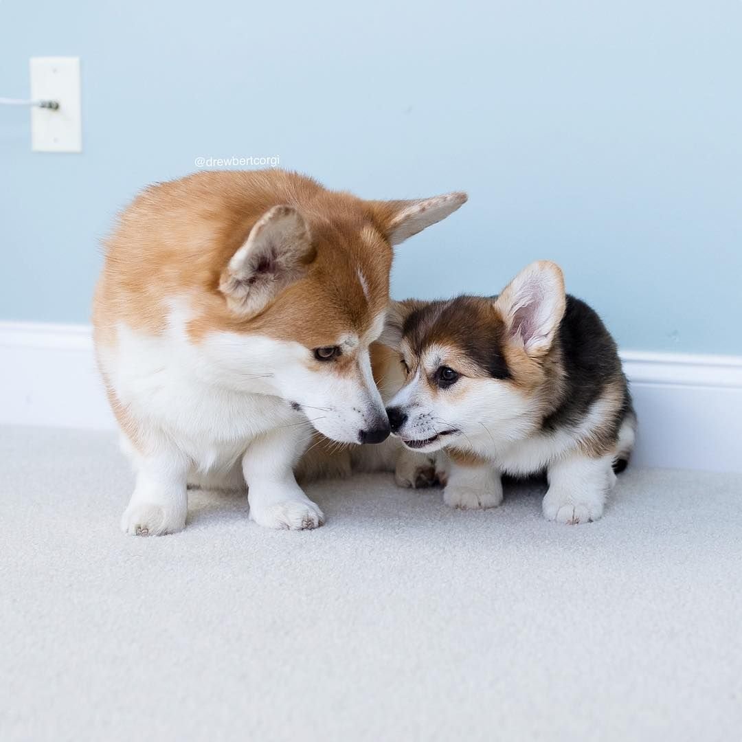 Вельш корги спит