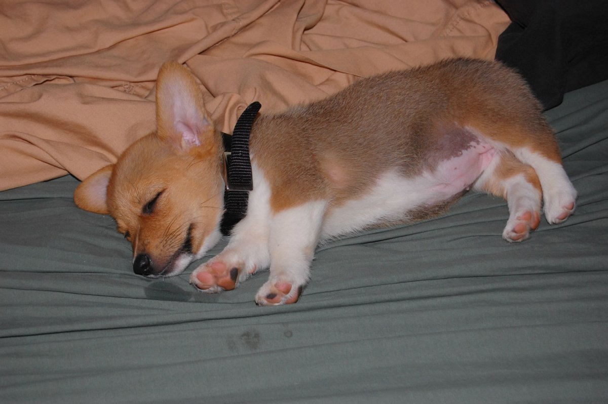 Животы вельш корги