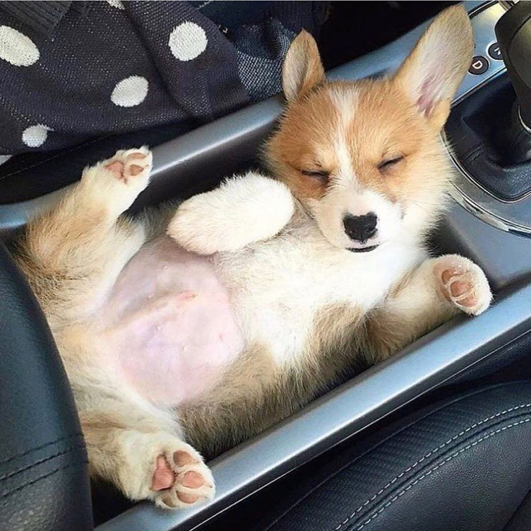 Корги на травке