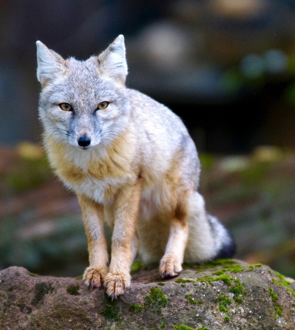 Лиса чернобурка и серебристая