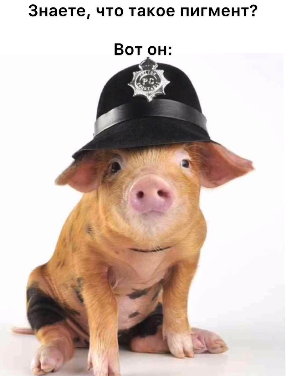 Поросенок в фуражке