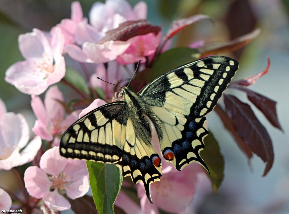 «Бабочки на яблоне»