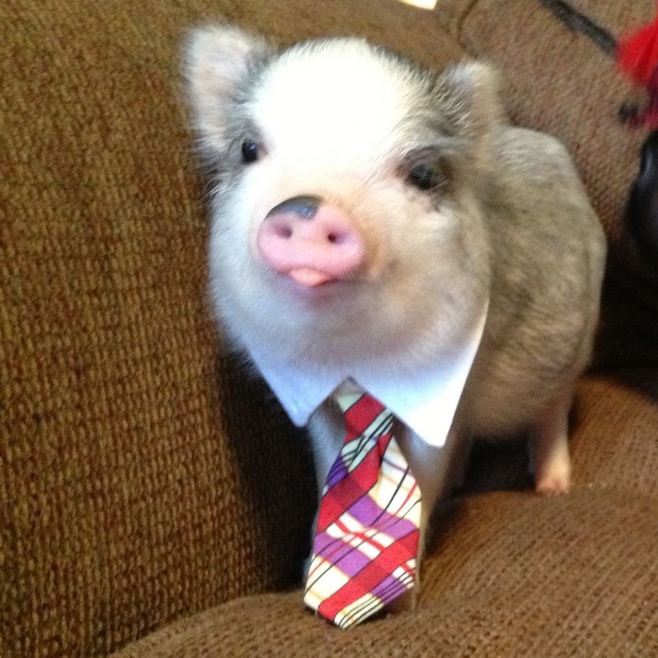 Розовая Свинка