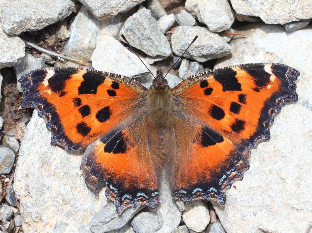 Nymphalis xanthomelas самец самка