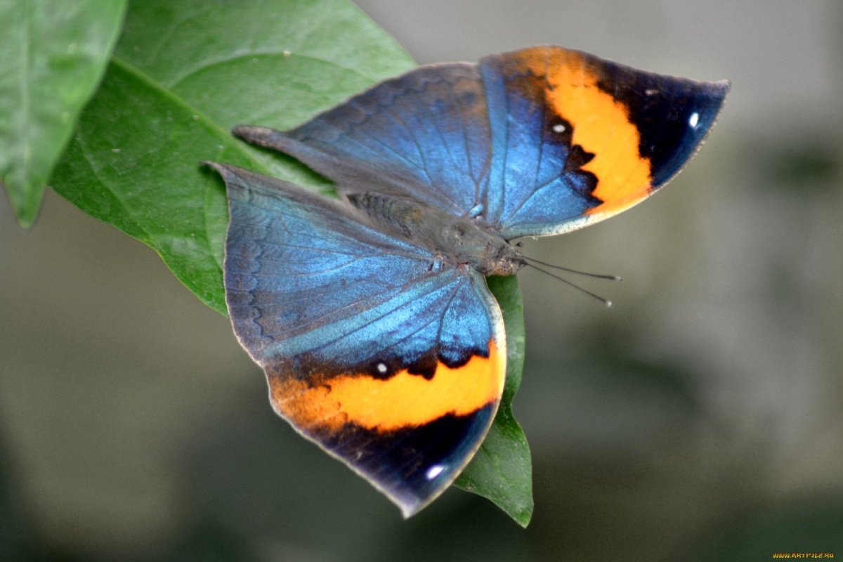 Бабочки мира