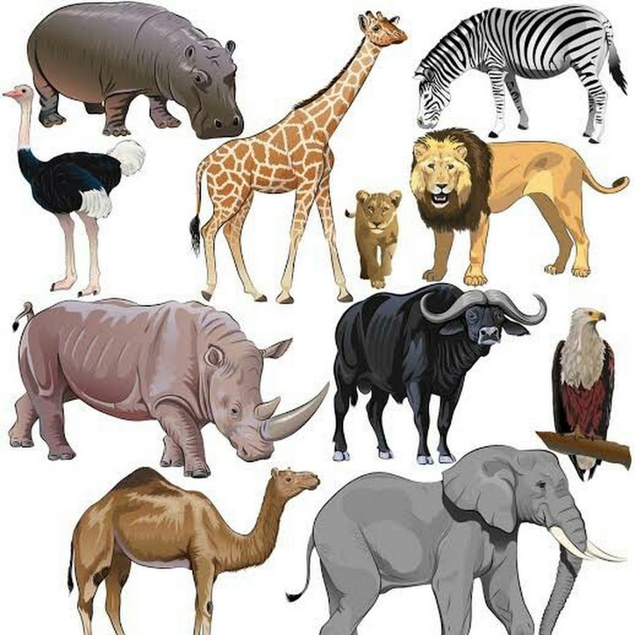 Названия животных Африки