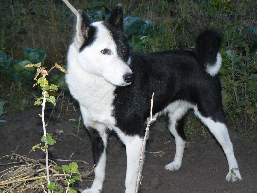 Восточно-европейская лайка