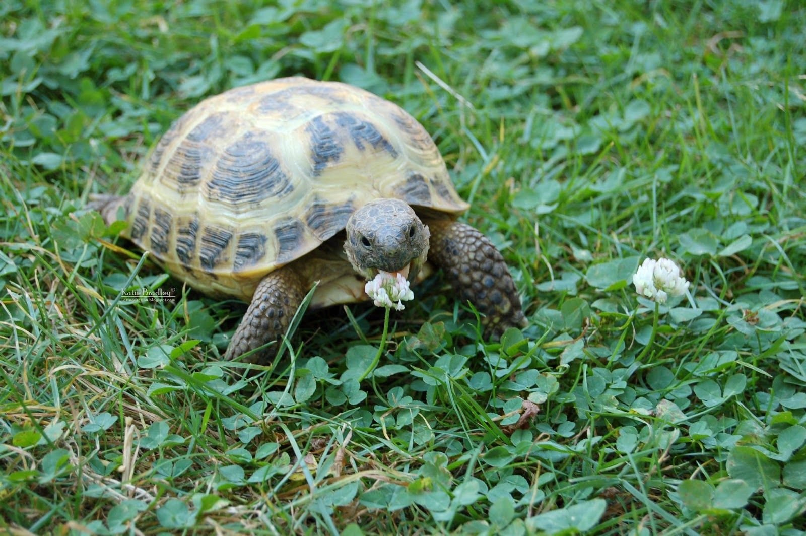 Turtle на русский. Среднеазиатская черепаха. Взрослая Среднеазиатская черепаха. Сухопутная сухопутная черепаха. Большая сухопутная Среднеазиатская черепаха.