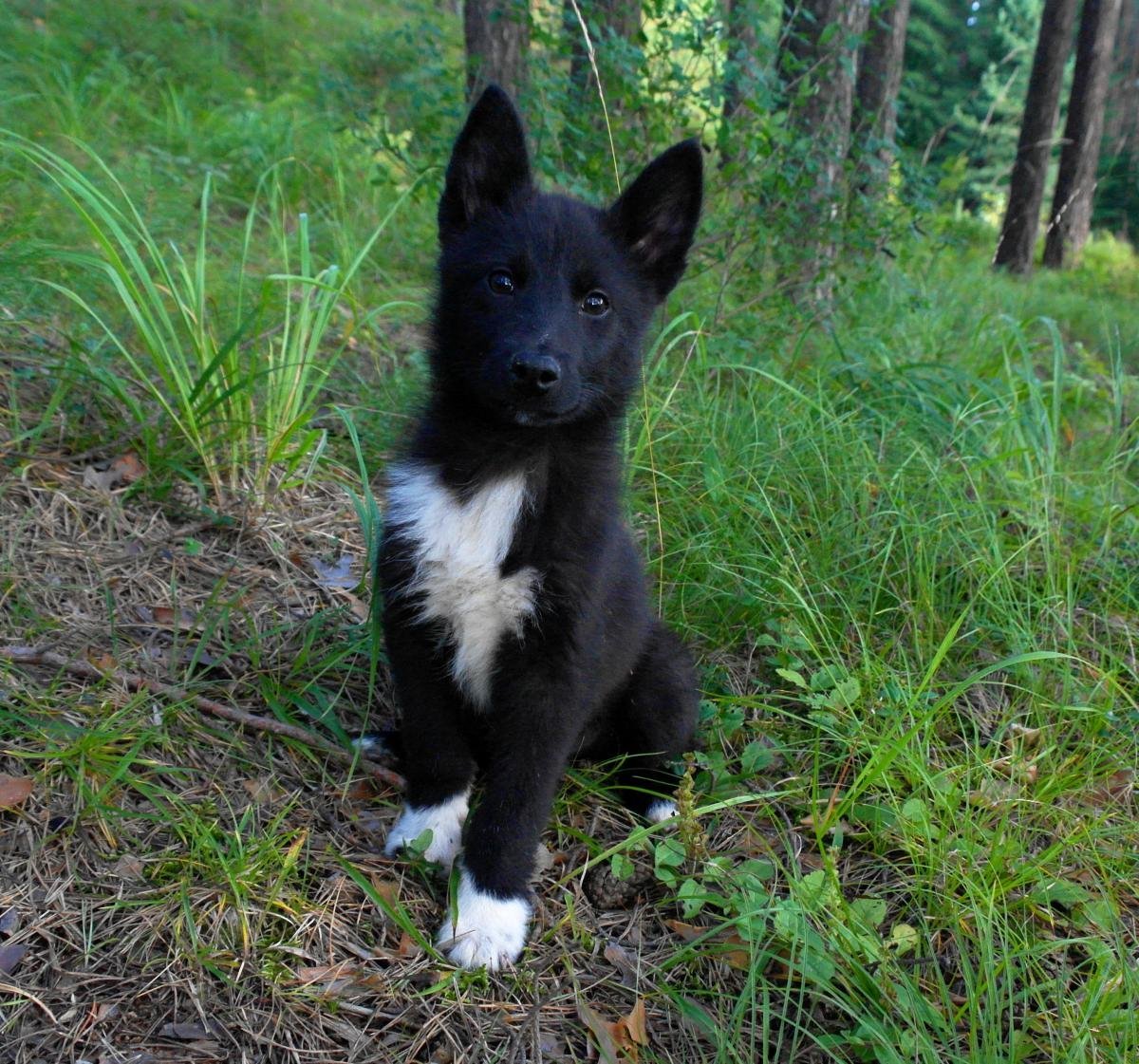 Южнорусская лайка