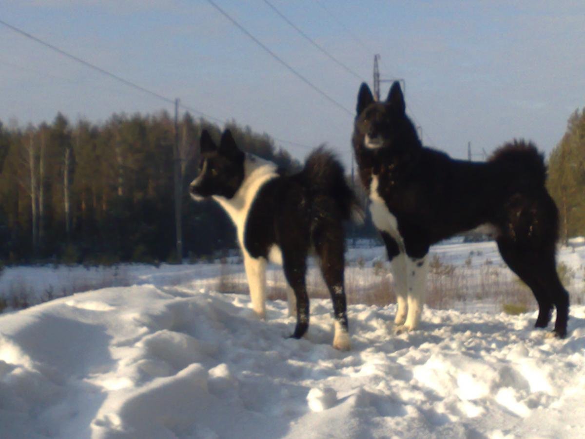 Западно-Сибирская лайка черная