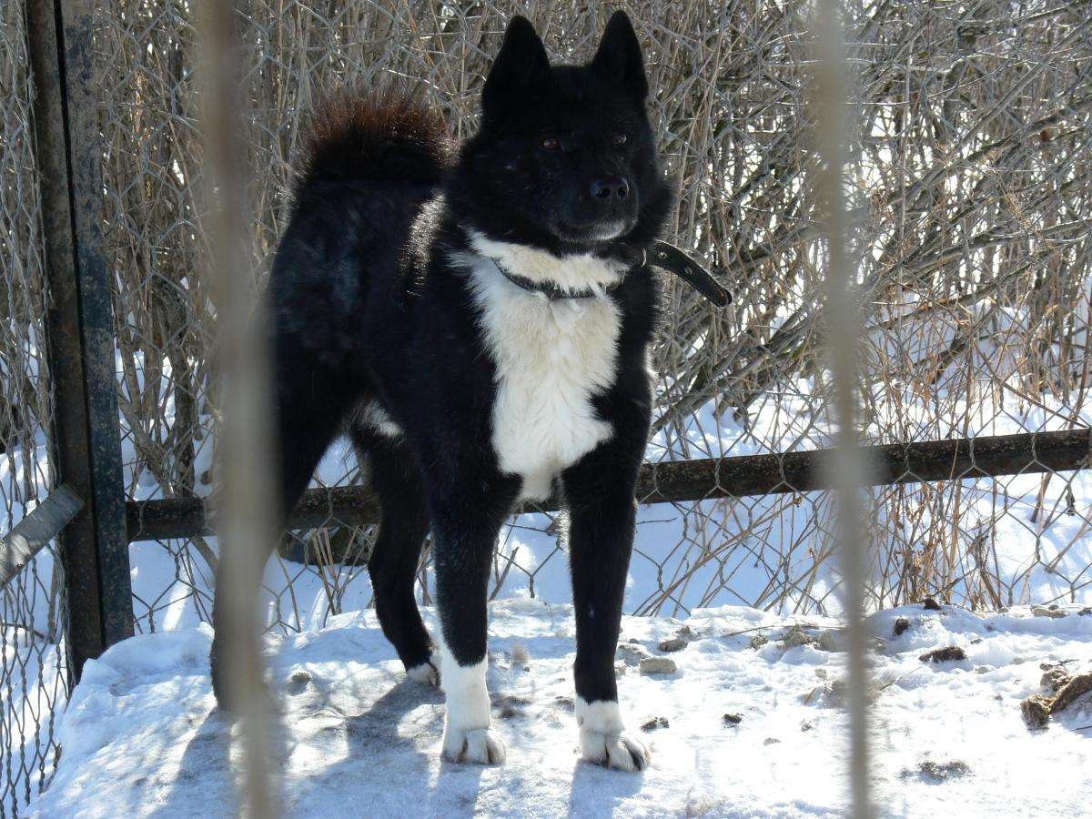 ЗСЛ лайка черная