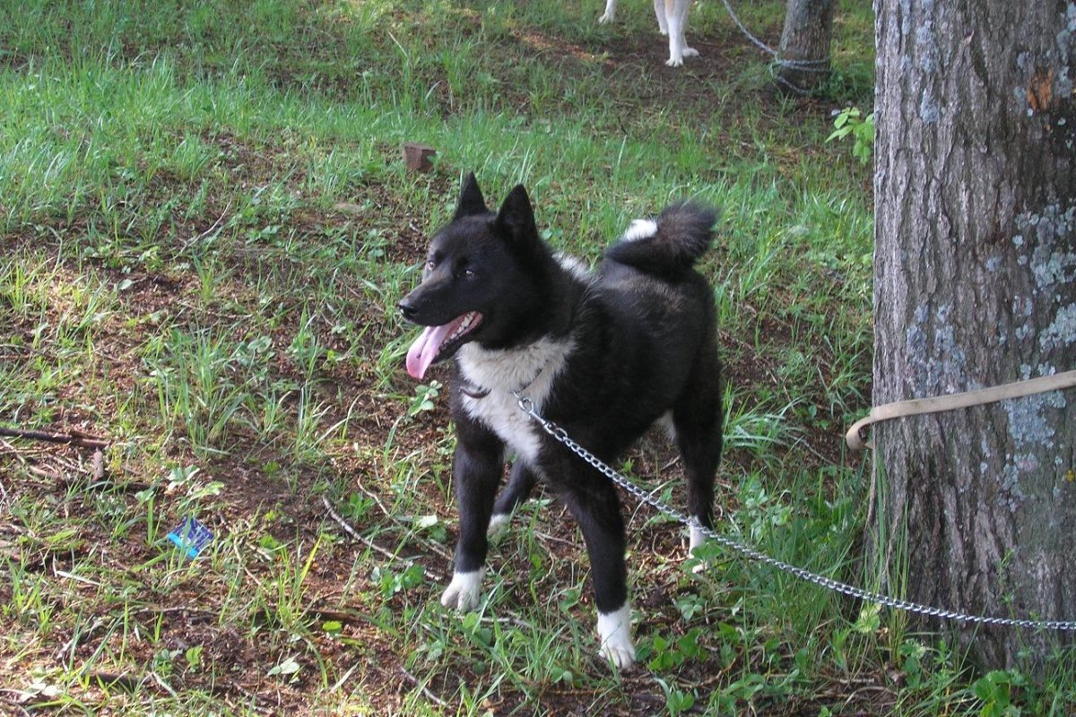 Лайка щенок чёрно-серая