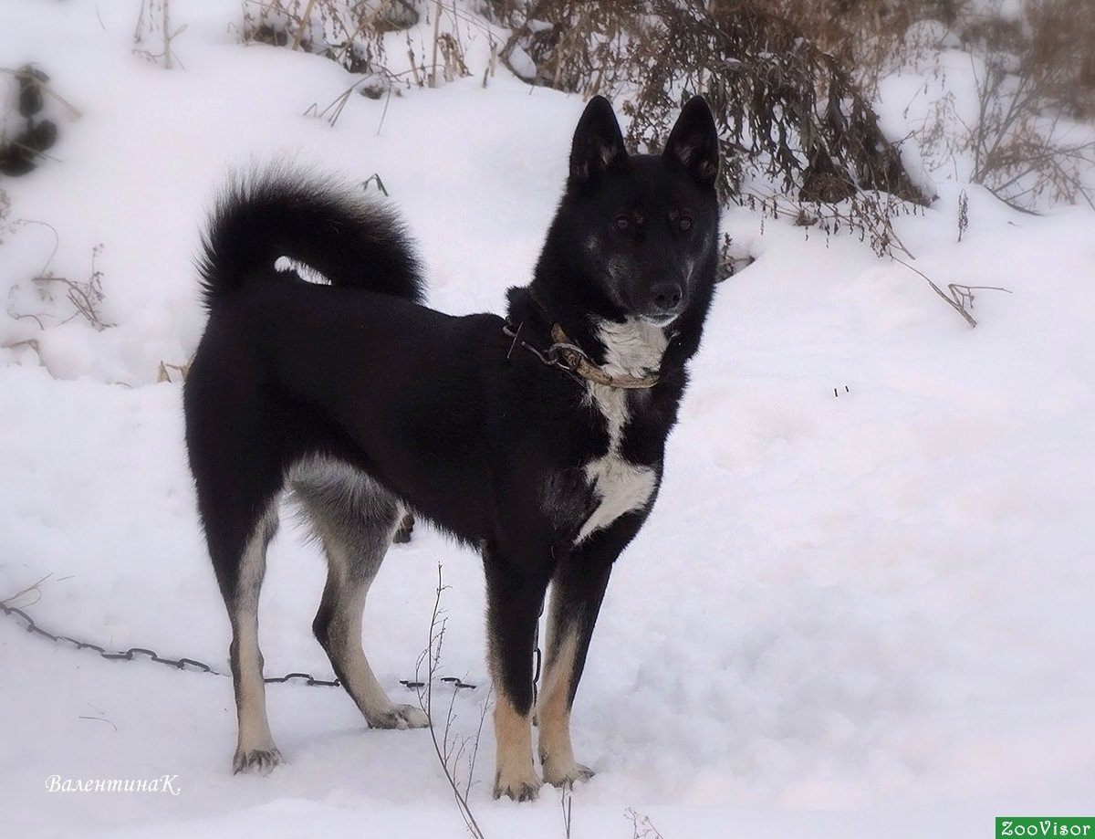 Русско европейская лайка разбой Флерко