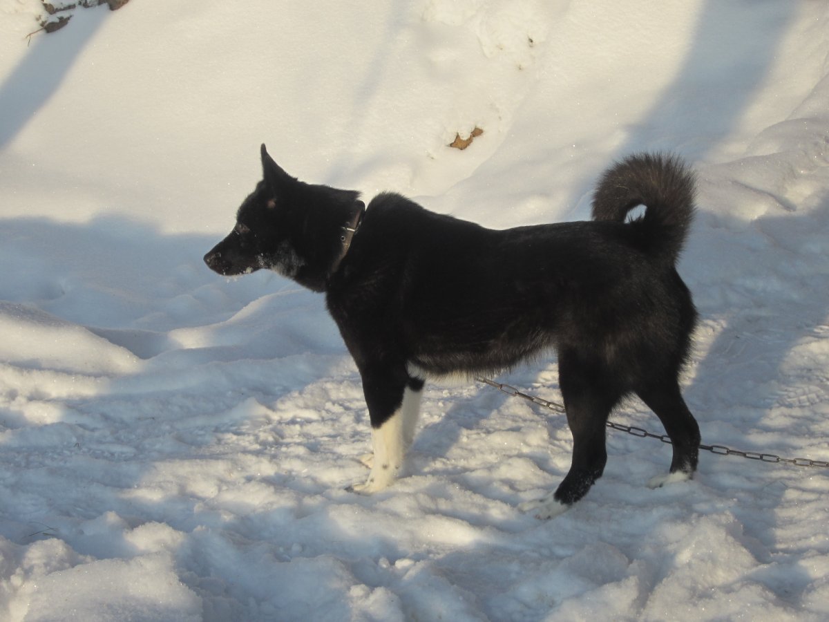 Рел русско-европейская лайка