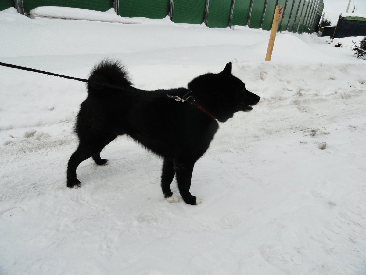 Русско-европейская лайка