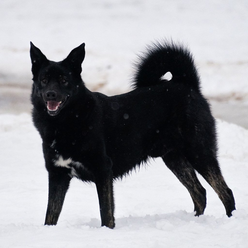 Лайка русско-европейская кунак Чиченкин