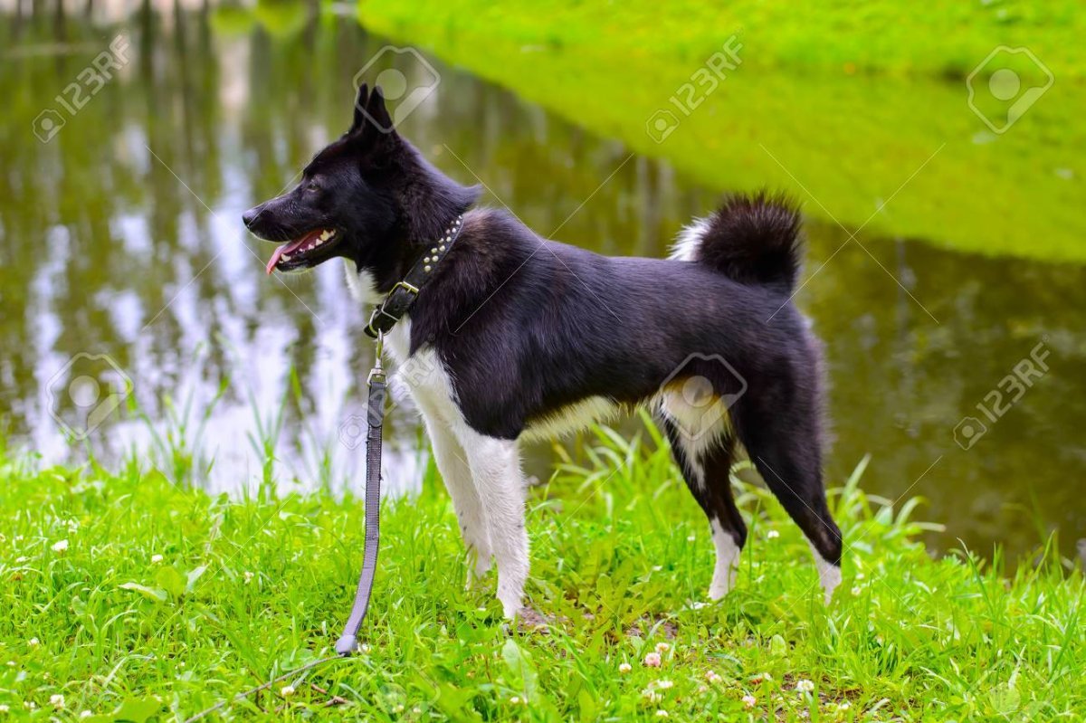 Тайга собака порода русско европейская лайка черная