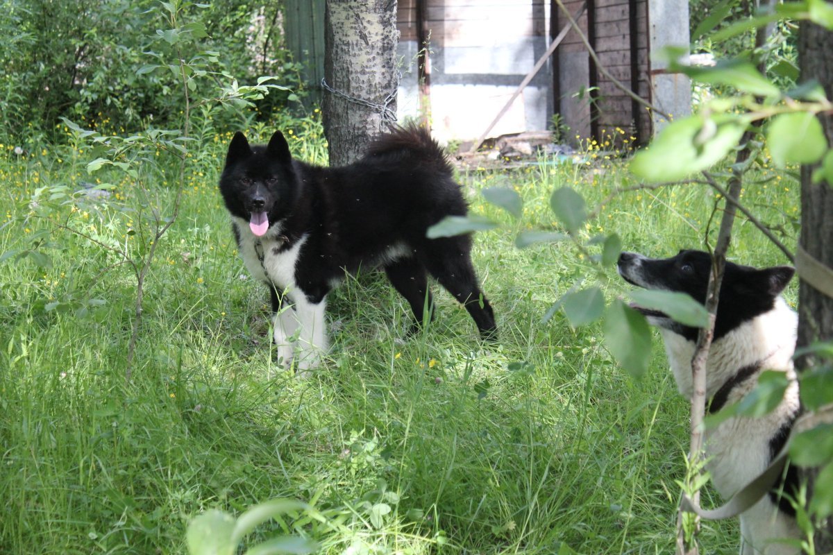 Охота с русско европейской лайкой