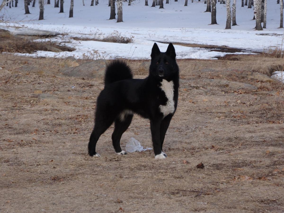 Бордер колли и лайка