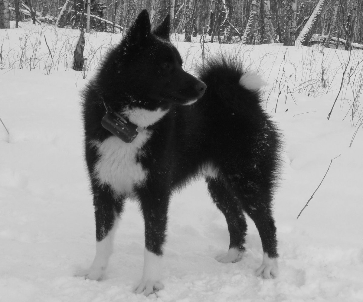 Русско европейская лайка светлого окраса