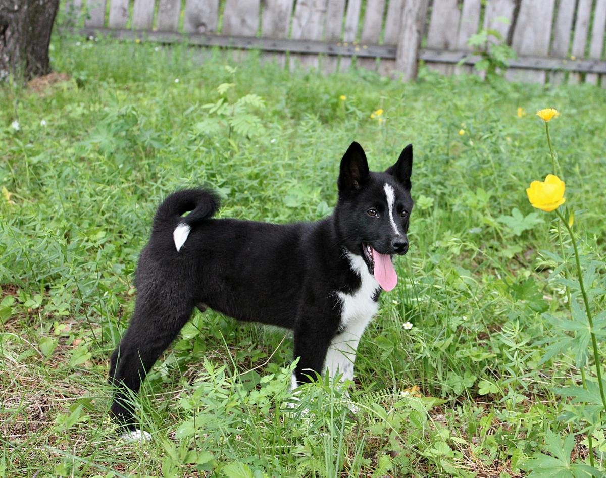 Вязка русско европейской лайки