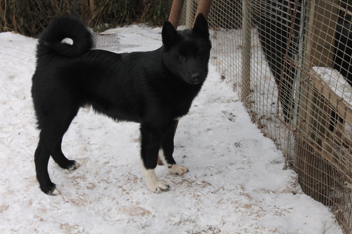 Как работают лайки русско европейской лайки по кабану