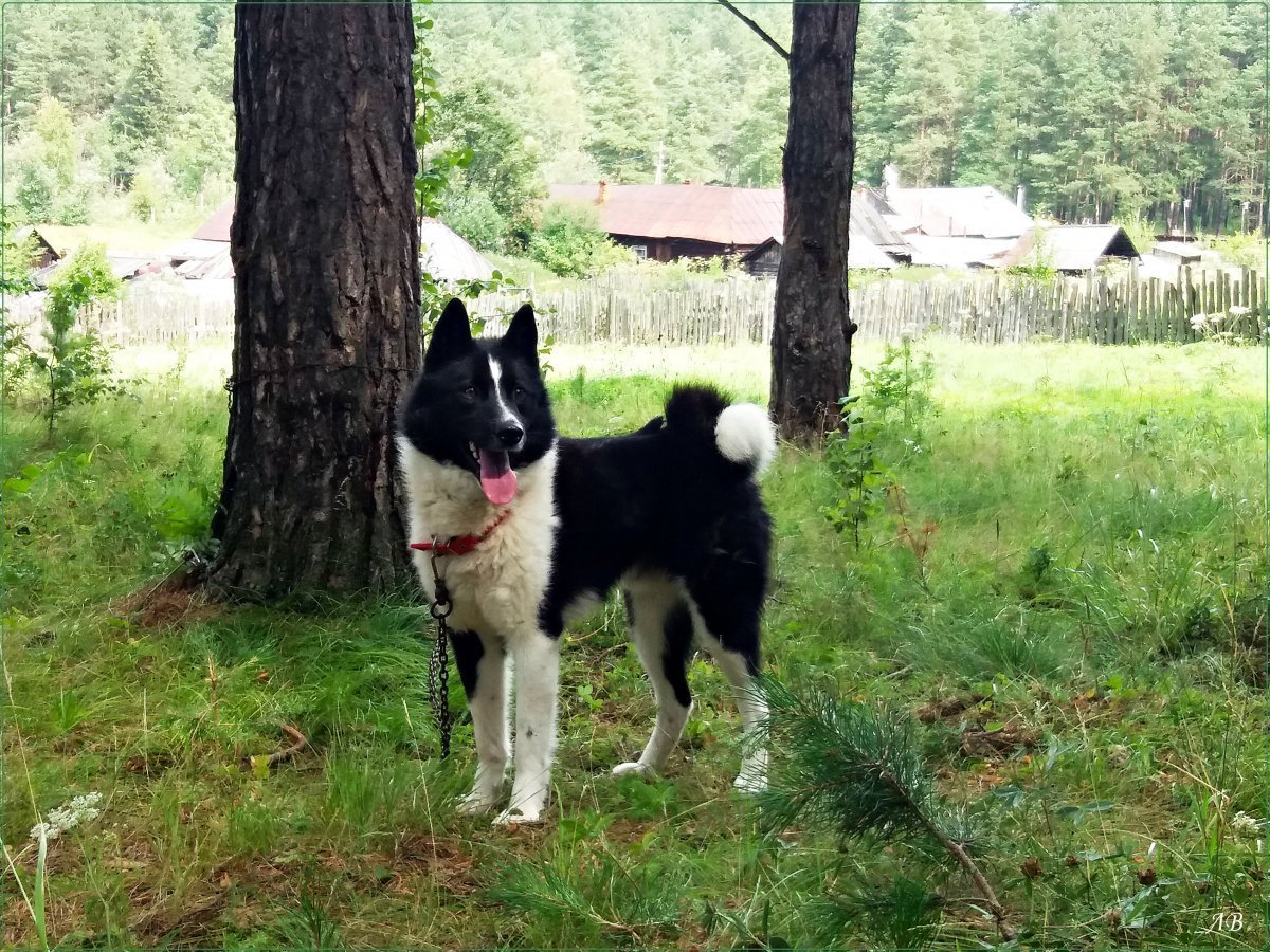 Карельская медвежья собака