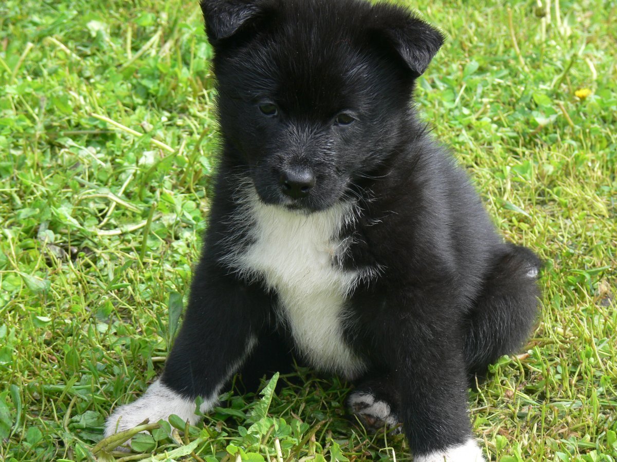 Норвежский чёрный элкхаунд и русская европейская лайка