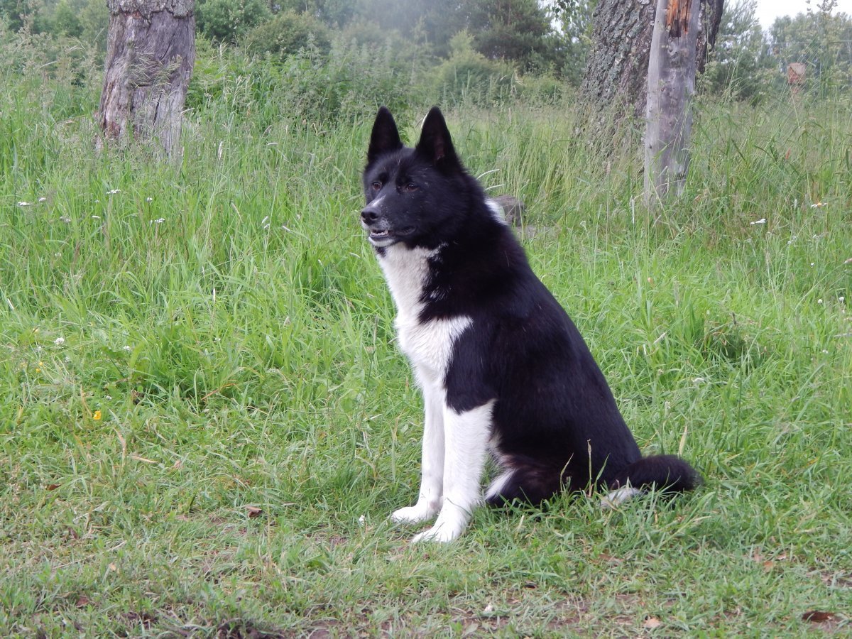 Щенки русско-европейской лайки 1 год