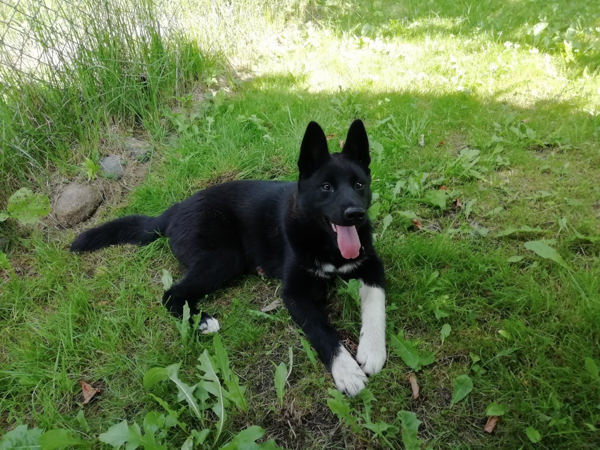 Карельская медвежья лайка