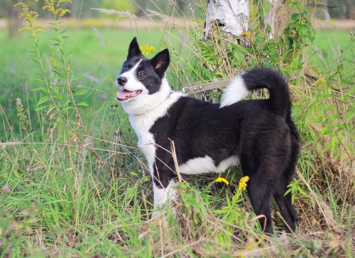 Восточно-европейская лайка